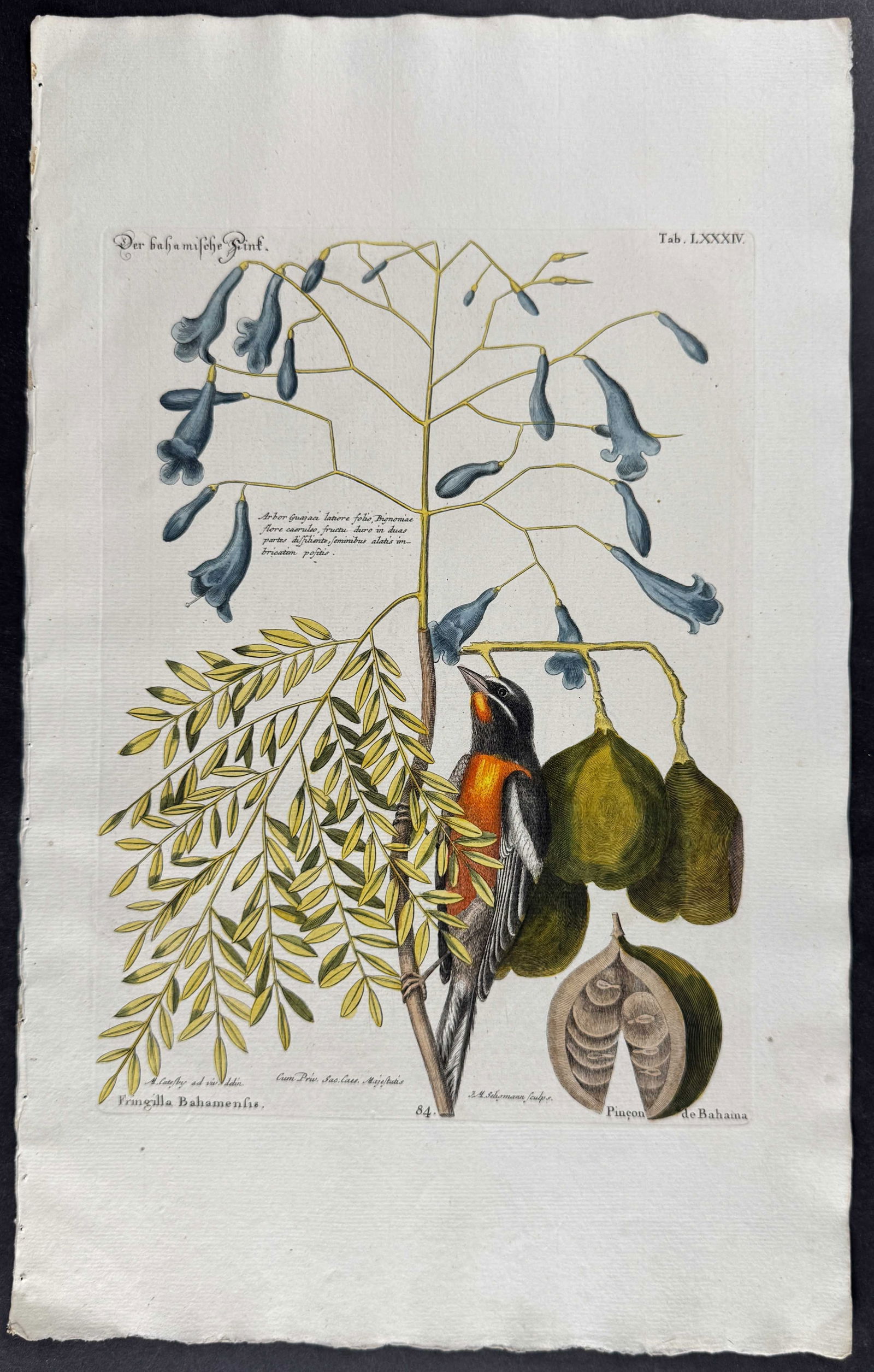 Seligmann after Catesby - Bahama Finch: Johann Seligmann created this wonderful folio work featuring the art of both George Edwards and Mark Catesby. Entitled Sammlung verschiedener auslandischer und seltener Vogel, the rare work features b