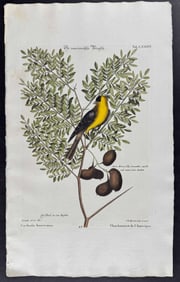 Seligmann after Catesby - American Goldfinch