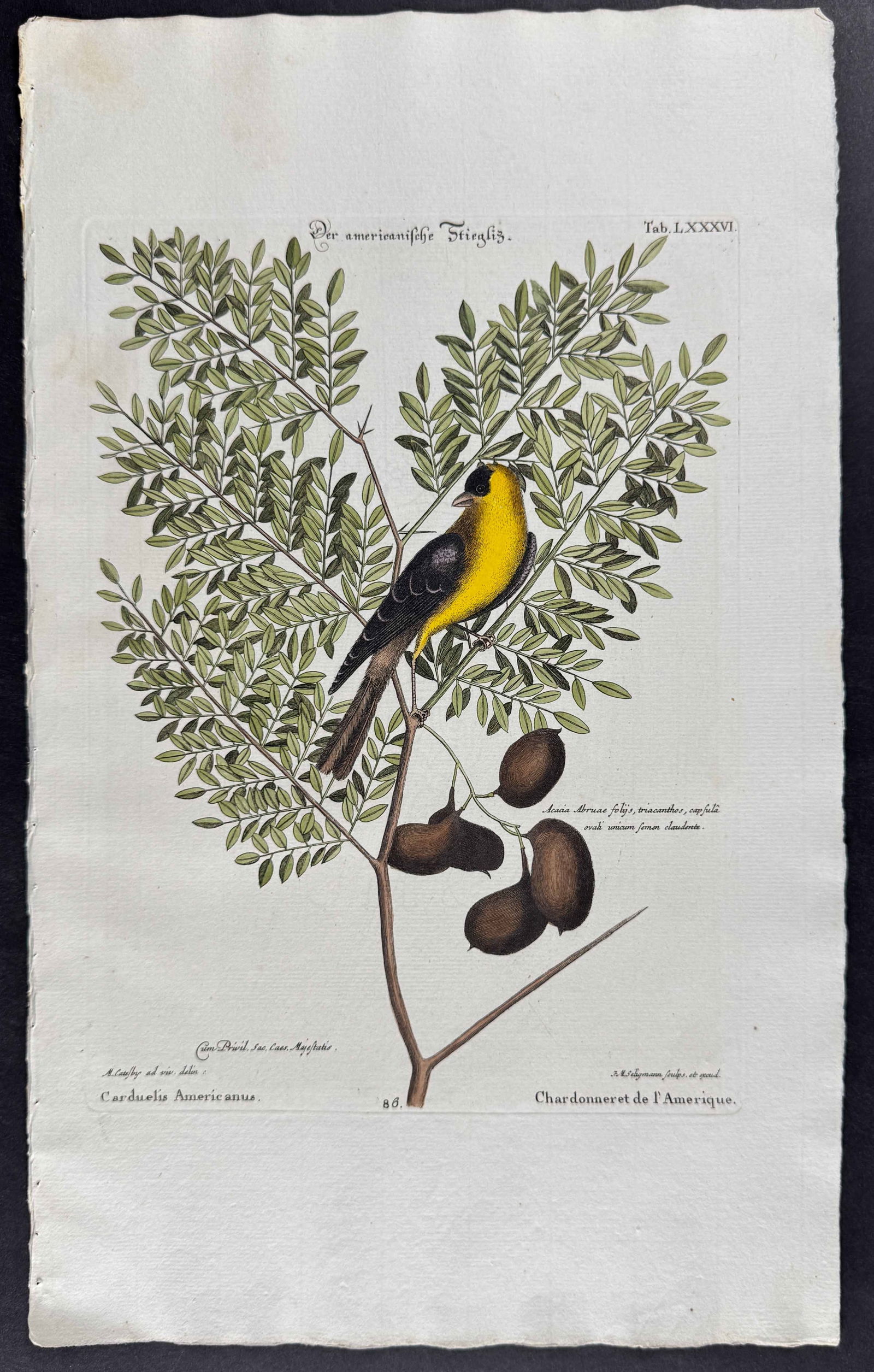 Seligmann after Catesby - American Goldfinch: Johann Seligmann created this wonderful folio work featuring the art of both George Edwards and Mark Catesby. Entitled Sammlung verschiedener auslandischer und seltener Vogel, the rare work features b