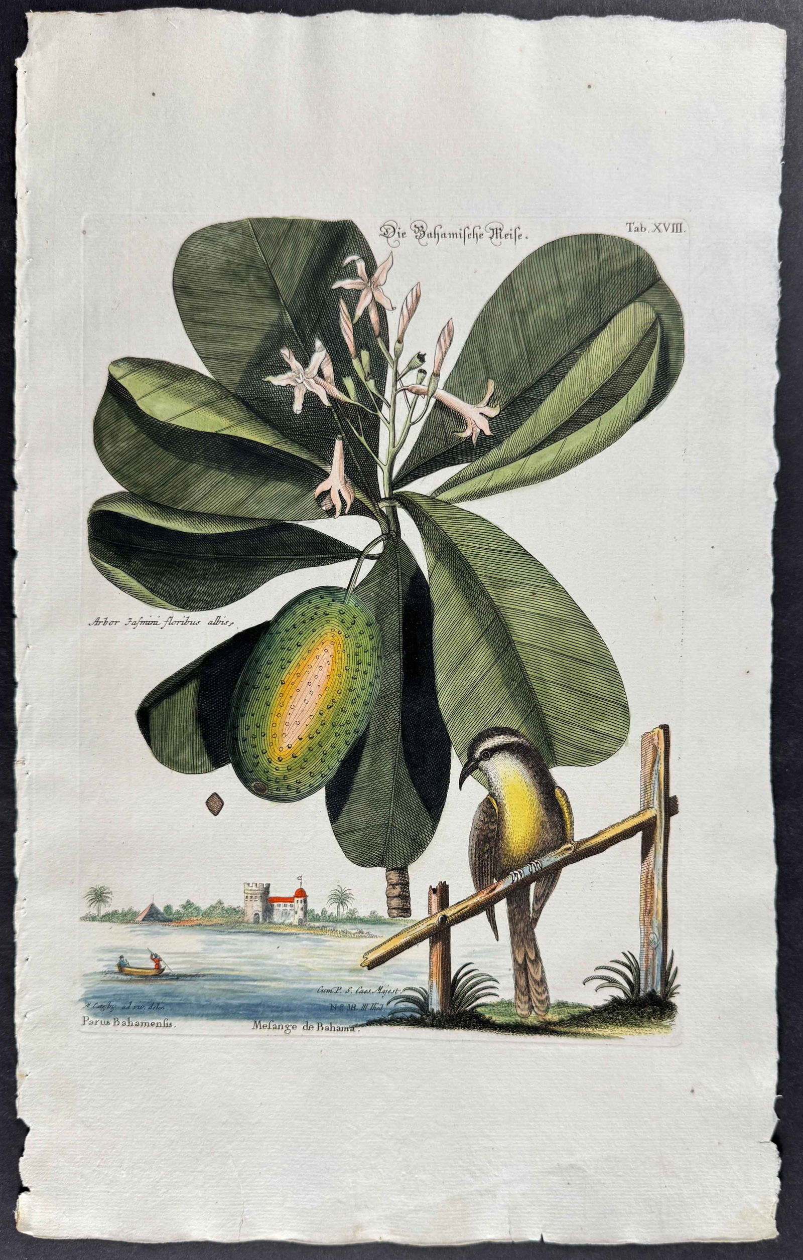 Seligmann after Catesby - Bahama Titmouse (Bahaman Honey Creeper): Johann Seligmann created this wonderful folio work featuring the art of both George Edwards and Mark Catesby. Entitled Sammlung verschiedener auslandischer und seltener Vogel, the rare work features b