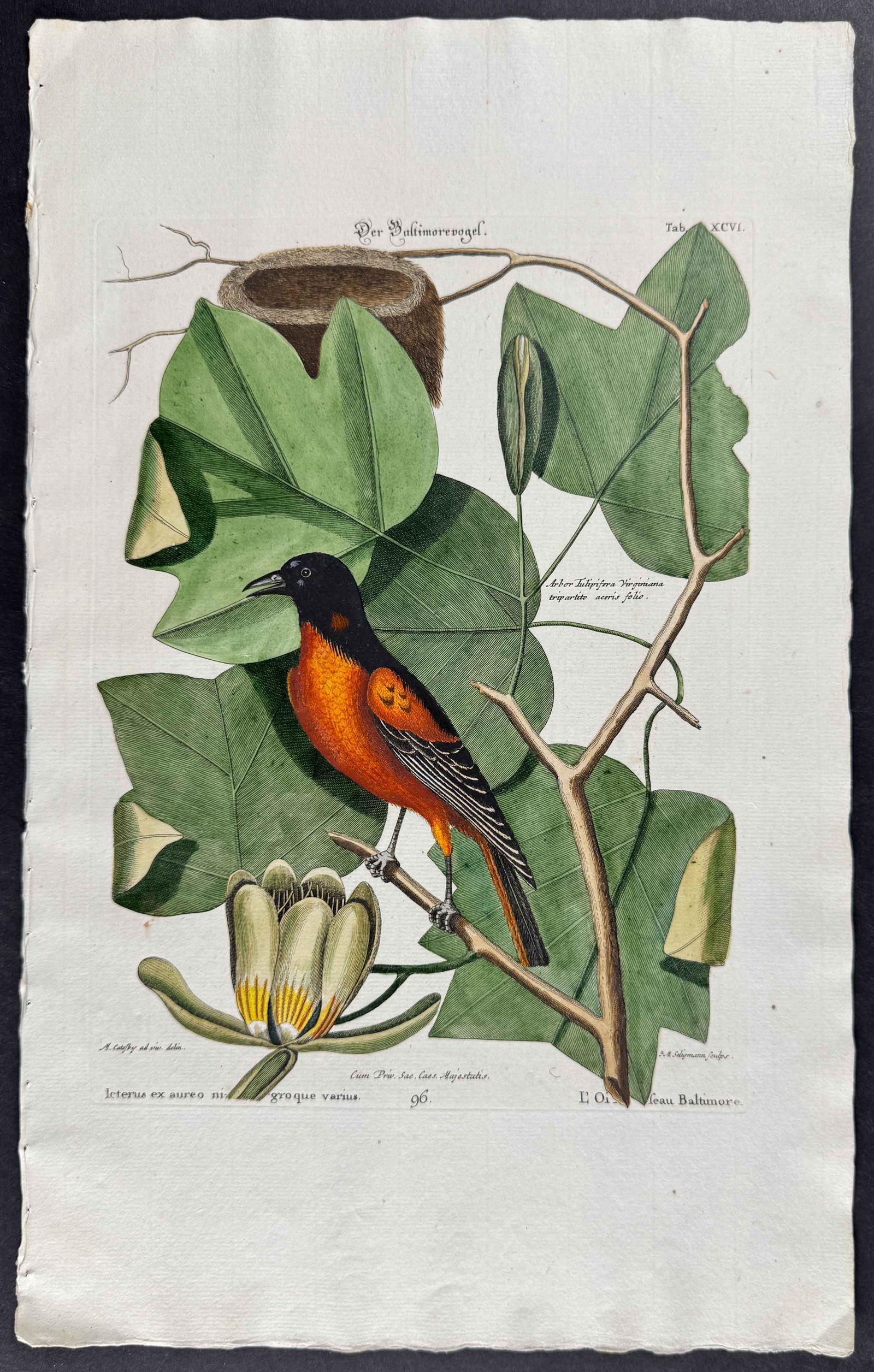 Seligmann after Catesby - Baltimore Oriole & Nest & Tulip Tree: Johann Seligmann created this wonderful folio work featuring the art of both George Edwards and Mark Catesby. Entitled Sammlung verschiedener auslandischer und seltener Vogel, the rare work features b
