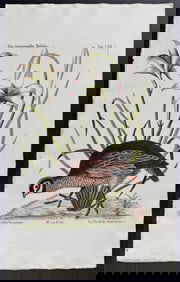Seligmann after Catesby - American Partridge (Bobwhite) with Attamusco Lilly
