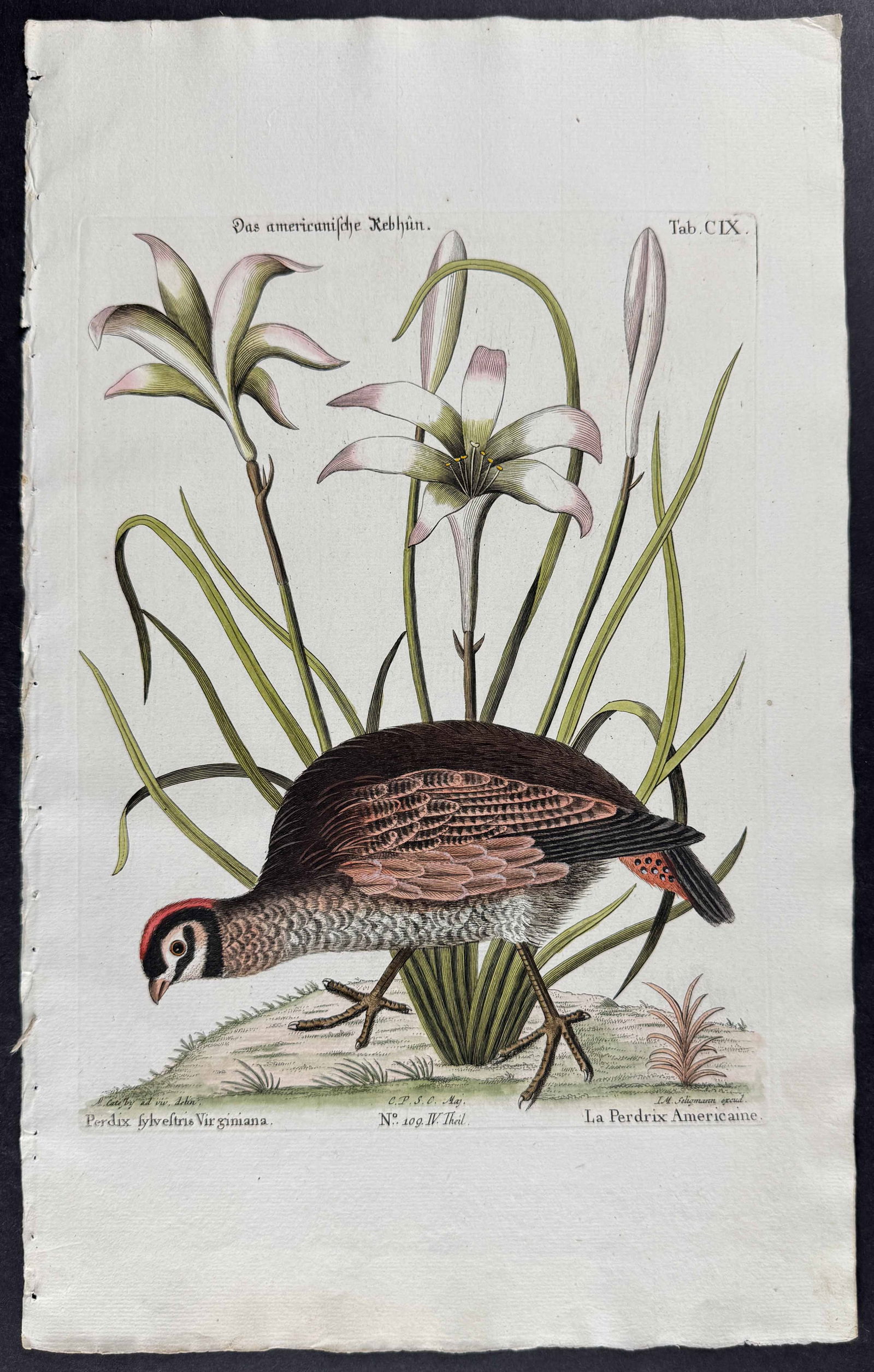 Seligmann after Catesby - American Partridge (Bobwhite) with Attamusco Lilly: Johann Seligmann created this wonderful folio work featuring the art of both George Edwards and Mark Catesby. Entitled Sammlung verschiedener auslandischer und seltener Vogel, the rare work features b