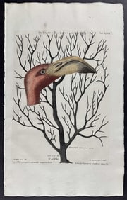Seligmann after Catesby - Bill of Flamingo