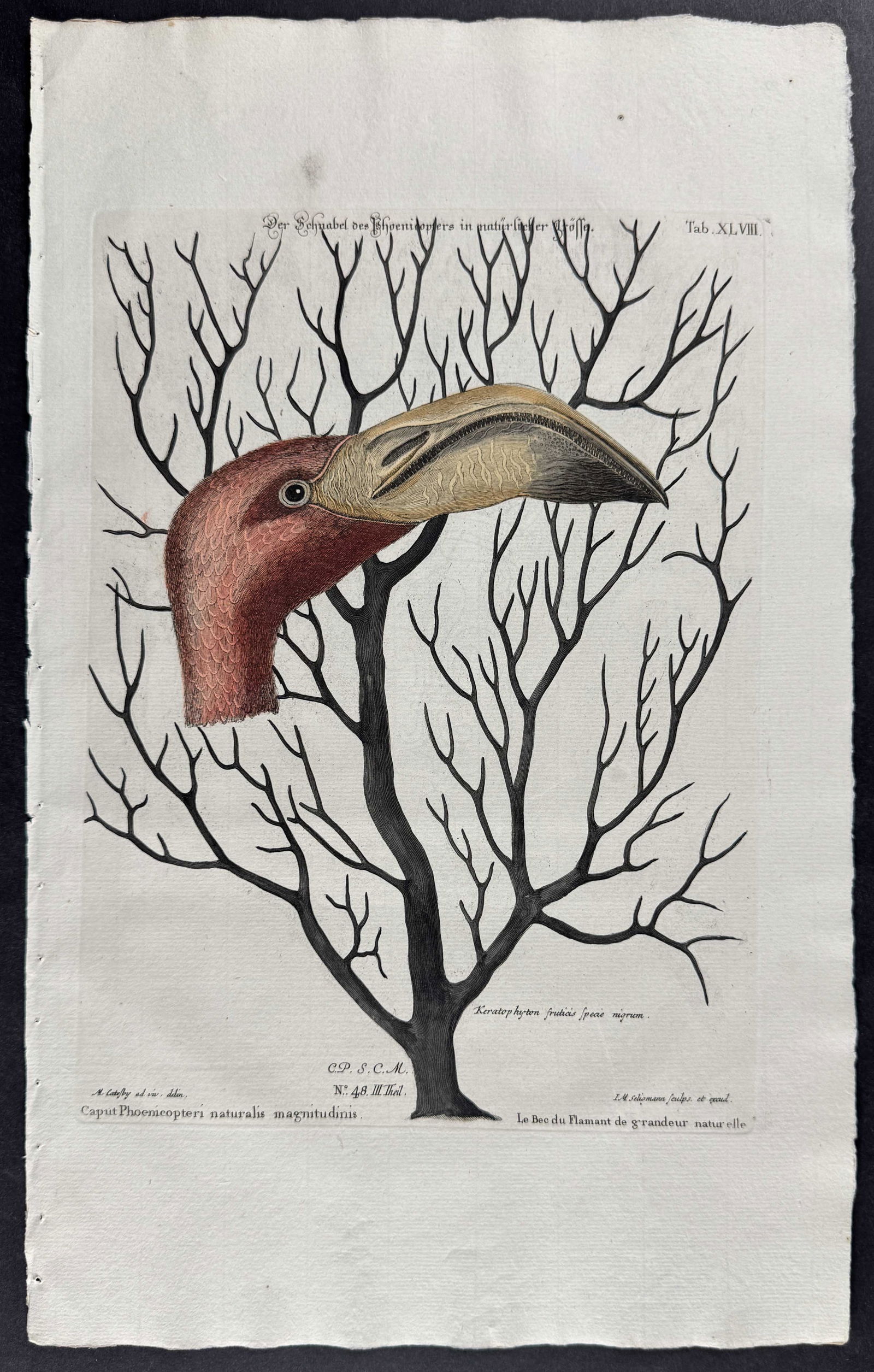 Seligmann after Catesby - Bill of Flamingo: Johann Seligmann created this wonderful folio work featuring the art of both George Edwards and Mark Catesby. Entitled Sammlung verschiedener auslandischer und seltener Vogel, the rare work features b