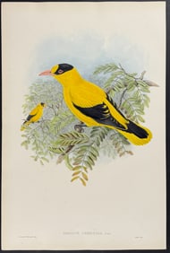 Gould - Philippine Oriole