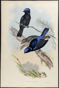 Gould - Grand Niltava