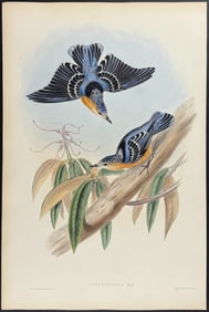 Gould - Beautiful Nuthatch