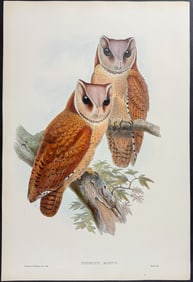 Gould - Bay Owl