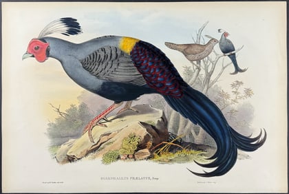 Gould - Siamese Fireback
