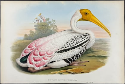 Gould - Rosy Tantalus