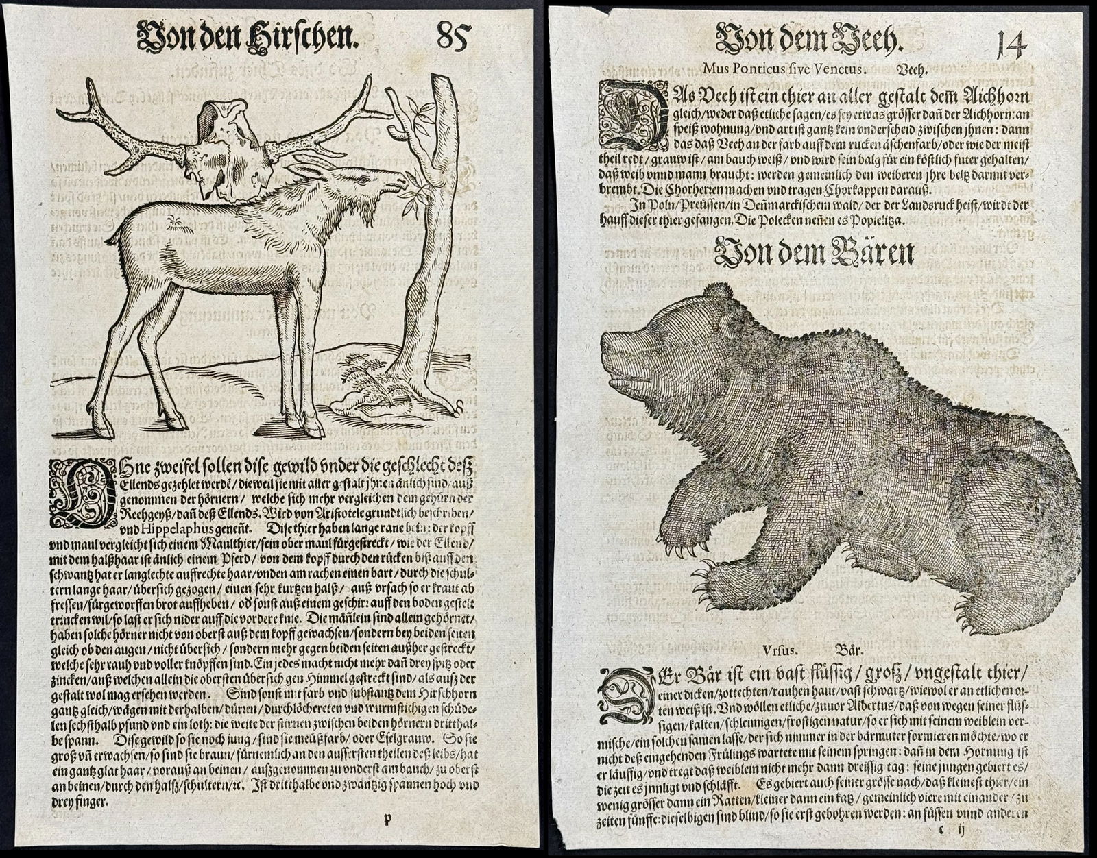 Gesner, pub. 1598 - 5 Woodcut Engravings (1 of 6)