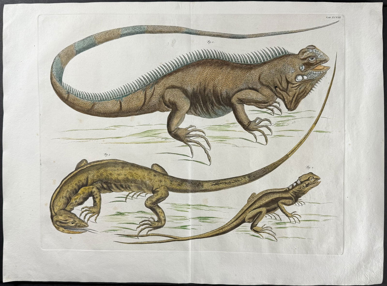 Seba - Lizards. 98 (1 of 1)