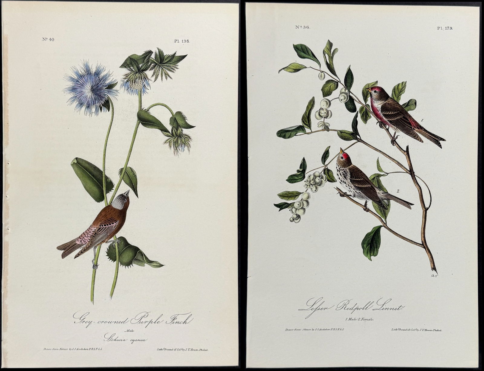 Audubon - 7 Finch & Linnet Lithographs (1 of 8)