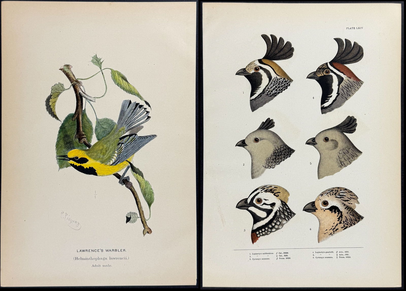 Baird - 9 Bird Engravings (3 Bird Head, 6 Bird Illustrations) (1 of 10)
