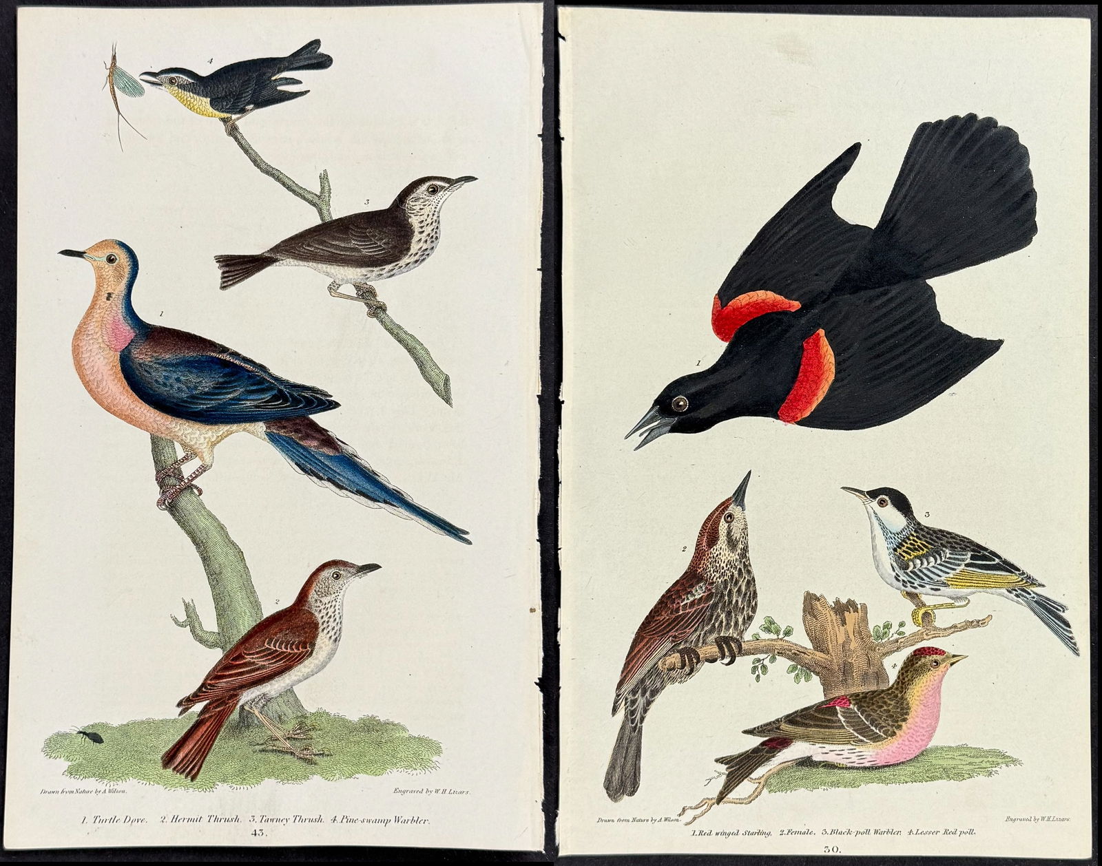 Wilson - 11 Bird Engravings (1 of 12)