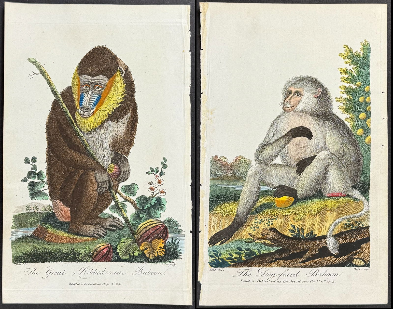 Linnaeus - 3 Engravings of Baboons & Mandrill (1 of 4)
