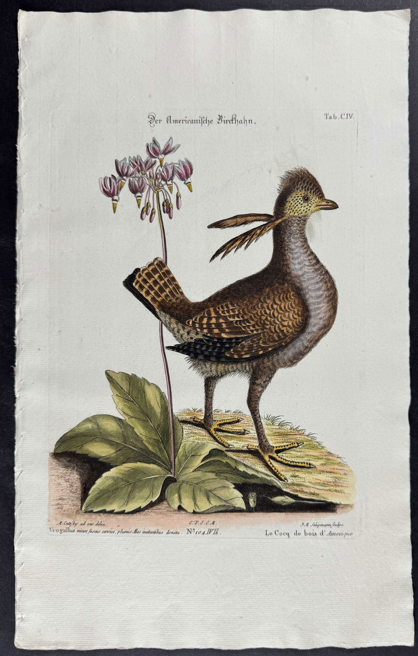 Seligmann after Catesby - Heath Hen with Media (Shooting Star): Johann Seligmann created this wonderful folio work featuring the art of both George Edwards and Mark Catesby. Entitled Sammlung verschiedener auslandischer und seltener Vogel, the rare work features b