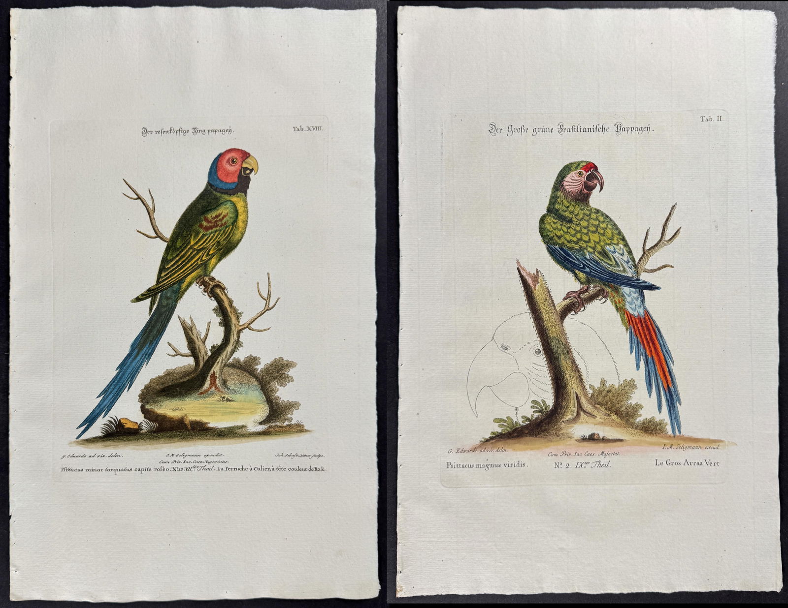 Seligmann after Edwards - Pair of Parrot Engravings: Johann Seligmann created this wonderful folio work featuring the art of both George Edwards and Mark Catesby. Entitled Sammlung verschiedener auslandischer und seltener Vogel, the rare work features b