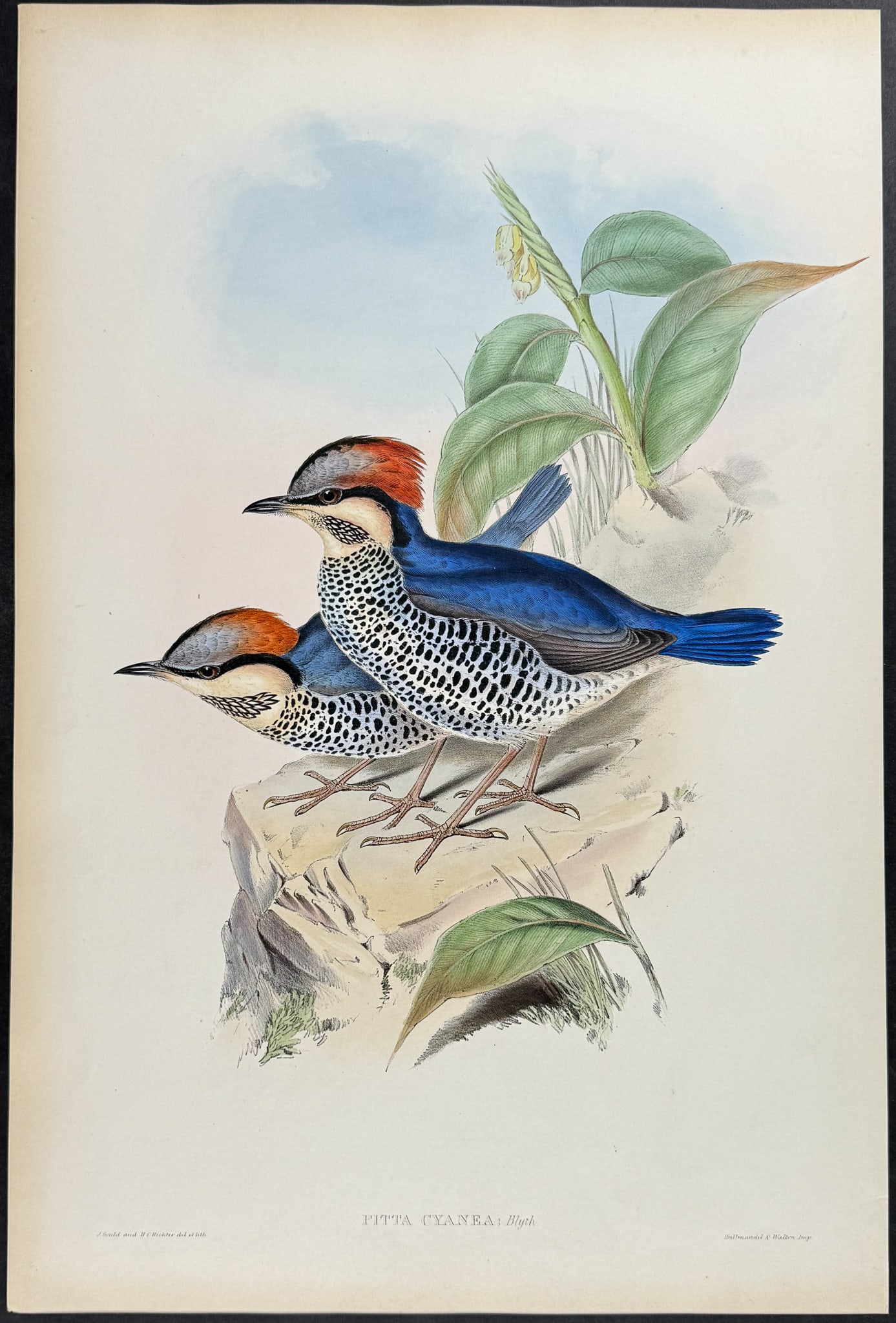 Gould - Blue Pitta: This remarkable ornithology lithograph with hand-finished color is from the esteemed John Gould?s Birds of Asia published in London between 1850 and 1883. Birds of Asia featured some of the most vibra