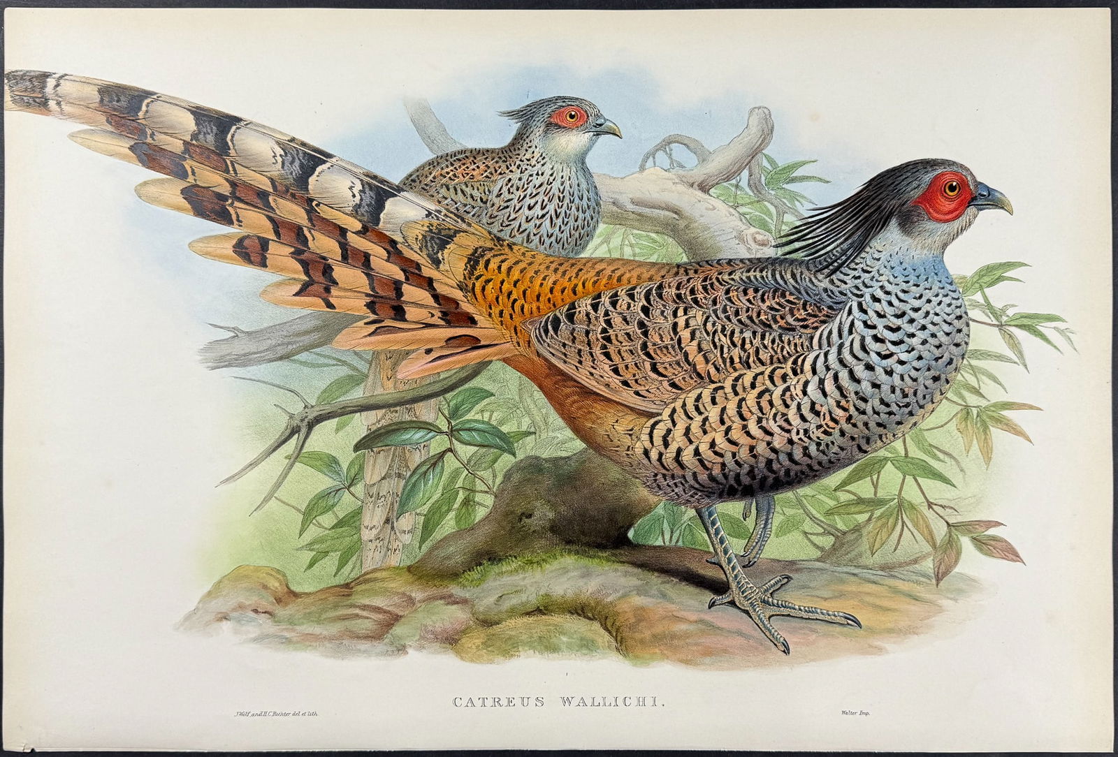 Gould - Cheer Pheasant (1 of 1)