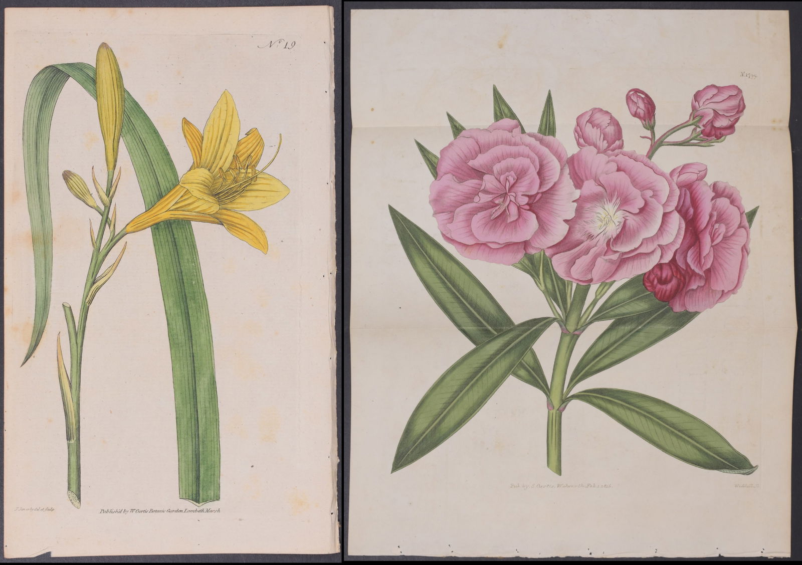 Curtis - Large Lot of 15 Botanical Engravings (Lily, Rose, Tulip, Cyclamen) (1 of 16)