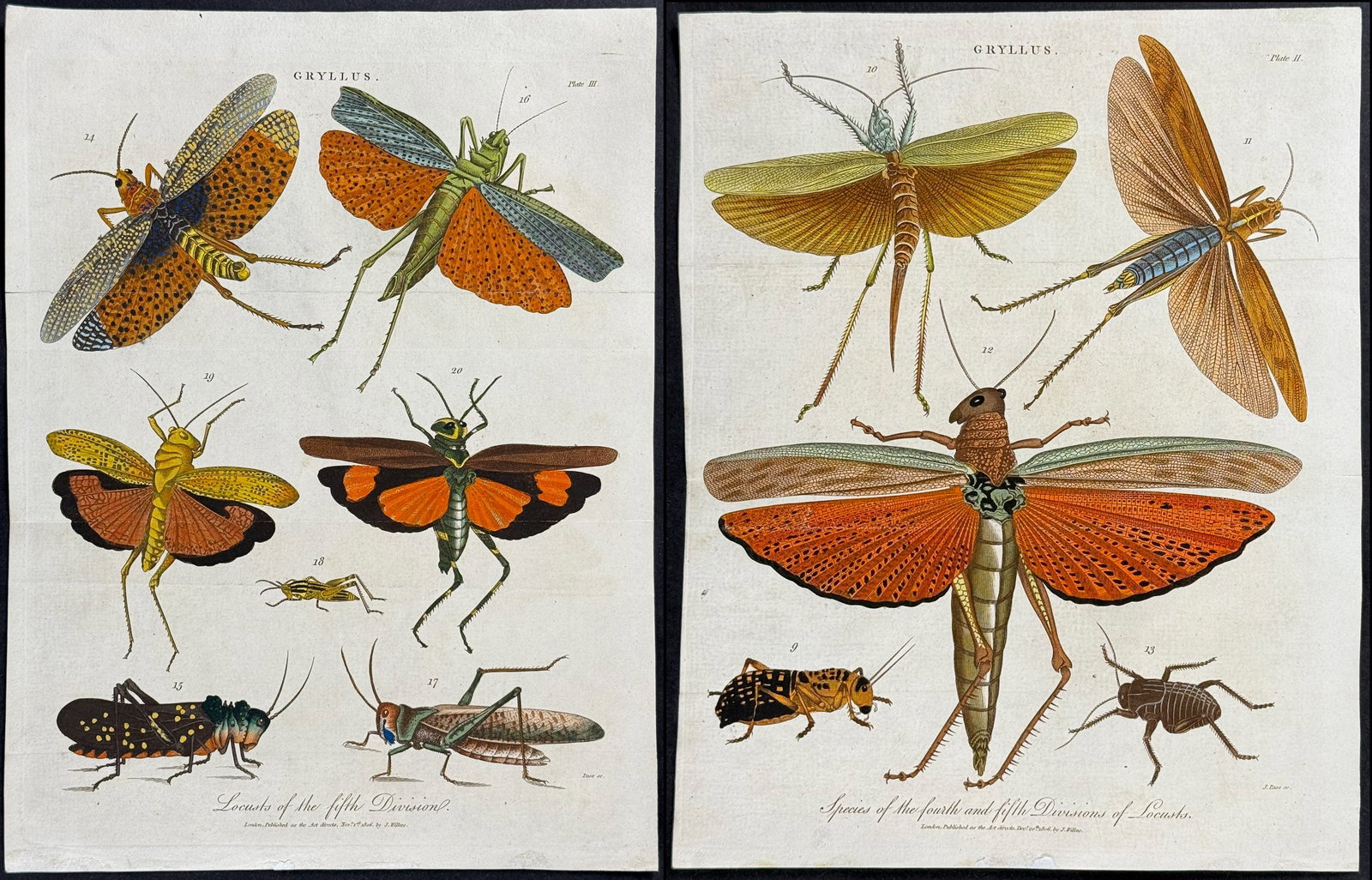 Linnaeus - 5 Insect or Arachnid Engravings: Locusts or Grasshopper, Spider, Bees with Hive: This scarce first edition engraving is from Sir Charles Linnaeus & Ebenezer Sibley's A Genuine and Universal System of Natural-History... or Magazine of Natural History. The work was printed for the p