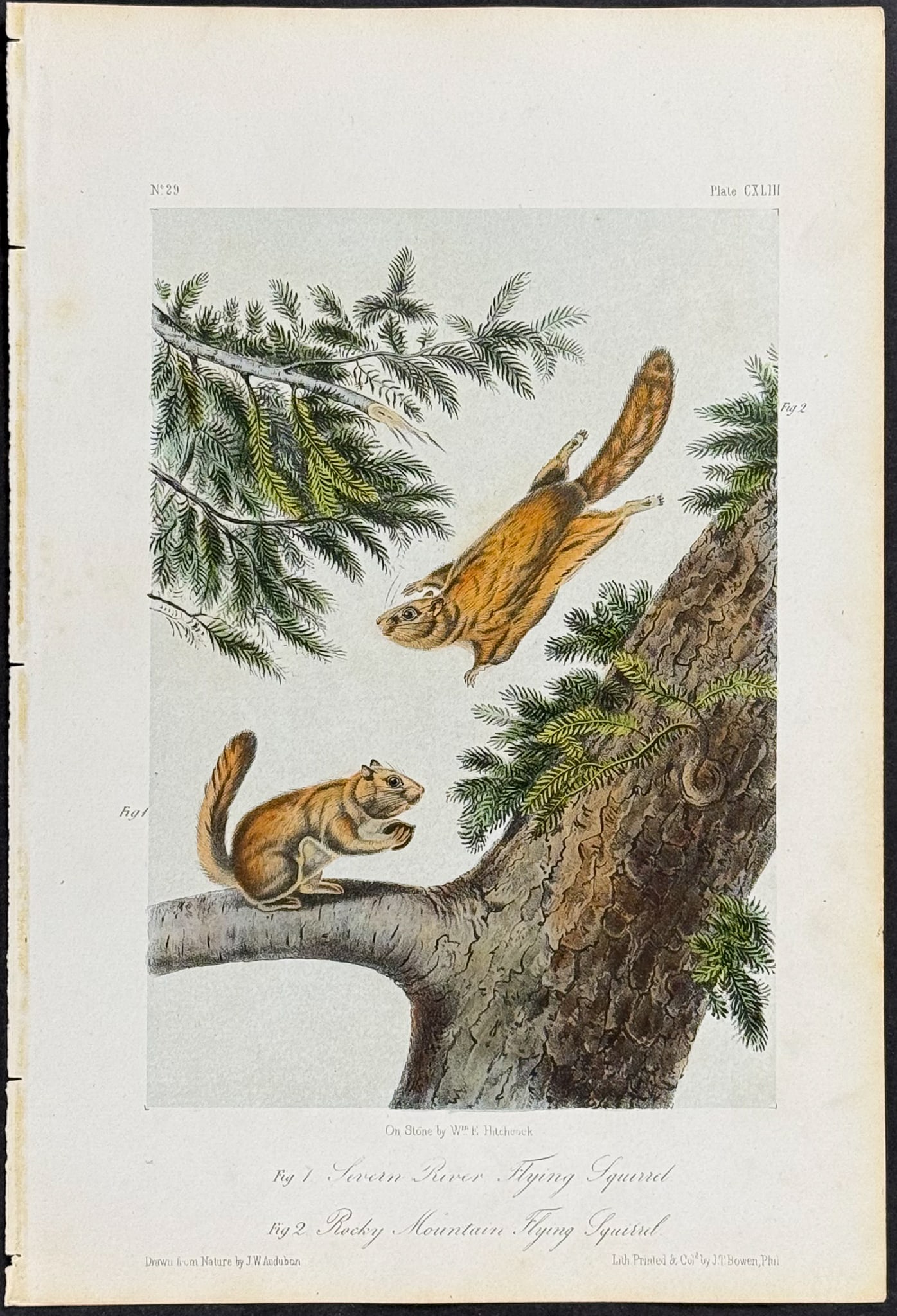 Audubon - Severn River and Rocky Mountain Flying Squirrel. 143 (1 of 1)