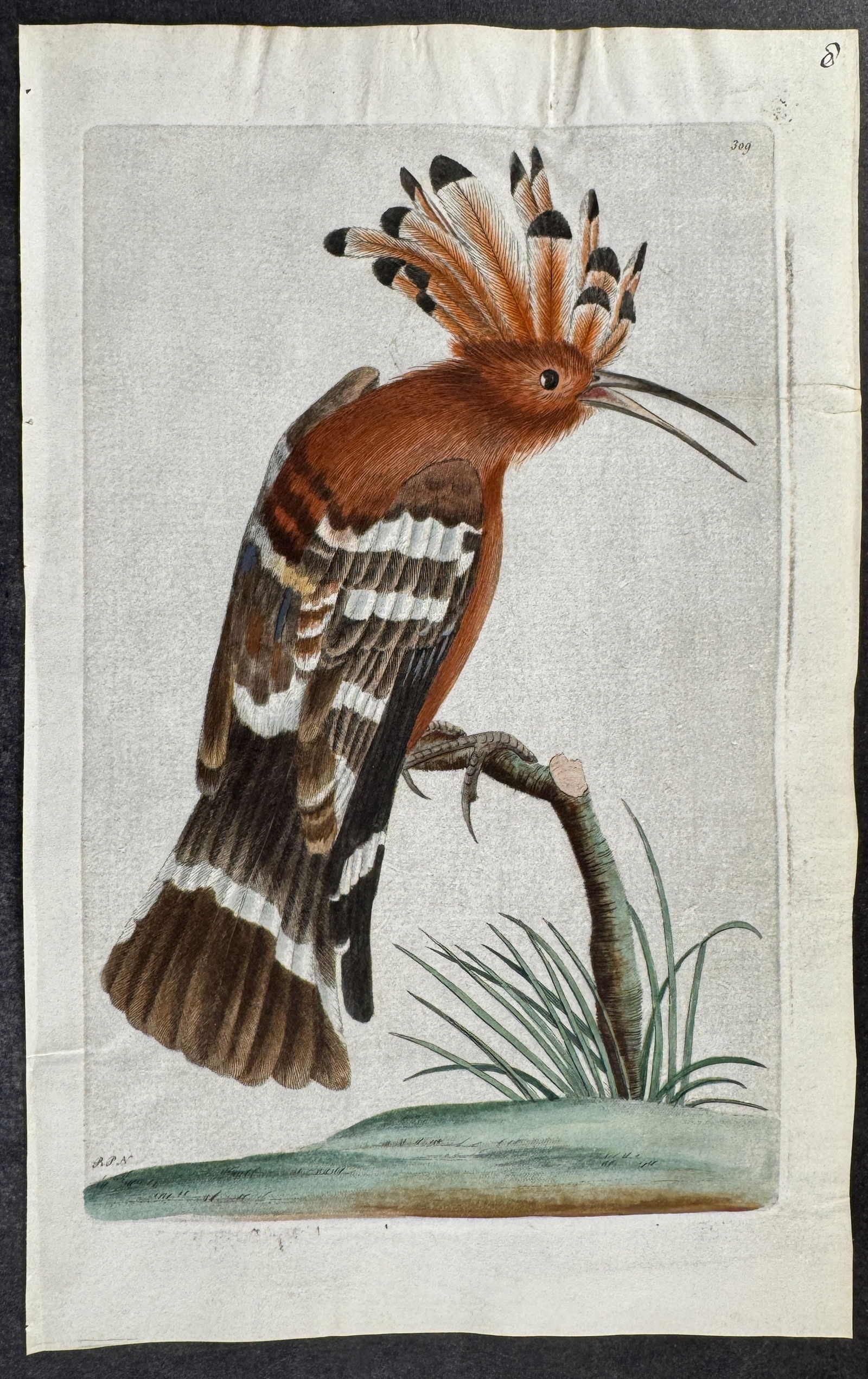 Shaw & Nodder, On Vellum - Hoopoe: This rare engraving printed on vellum is from George Shaw & Frederick Nodder's The Naturalist's Miscellany. The work was published in London between 1789 and 1813. The engraving features beautiful, or