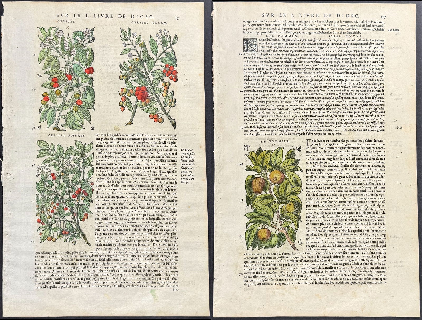 Mattioli, pub. 1634 - 4 Pages of Botnical Engravings (Cherry, Pomegranate, Apple, Peach, Apricot) (1 of 9)