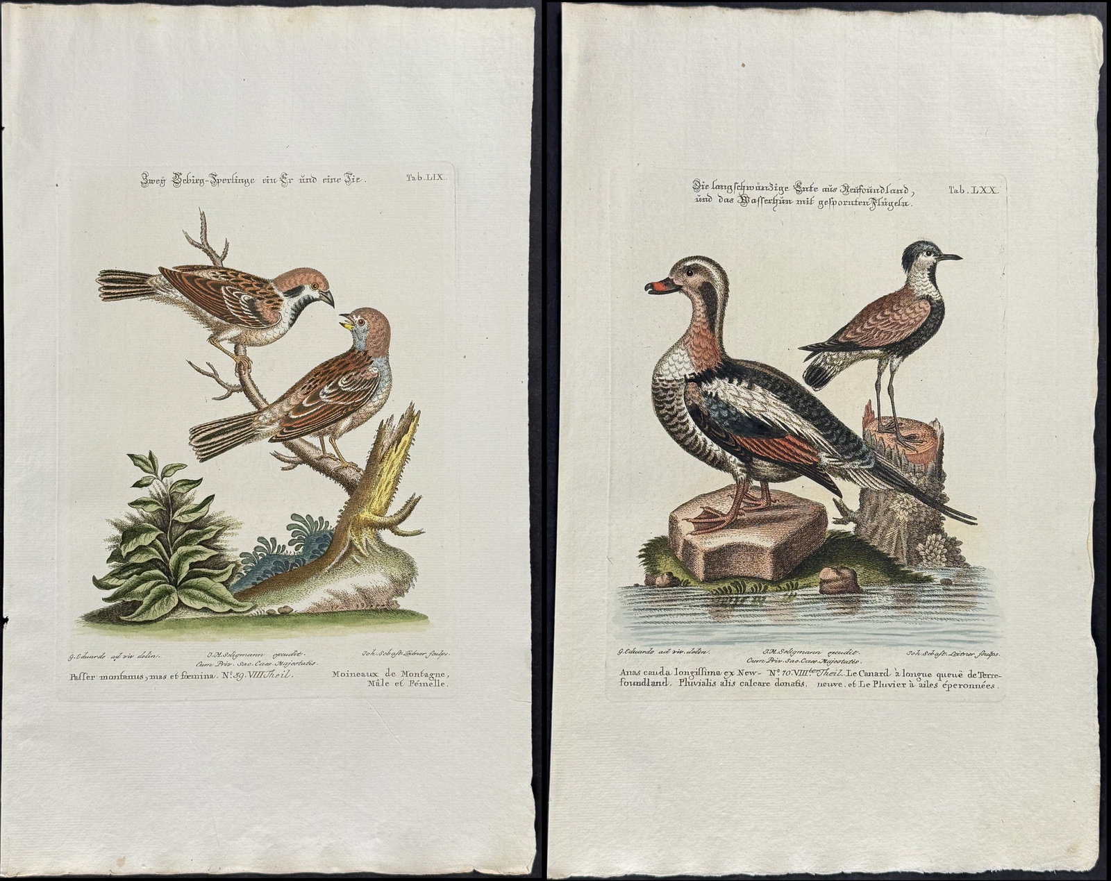 Seligmann after Edwards - 25 Engravings of mostly Birds: Johann Seligmann created this wonderful folio work featuring the art of both George Edwards and Mark Catesby. Entitled Sammlung verschiedener auslandischer und seltener Vogel, the rare work features b