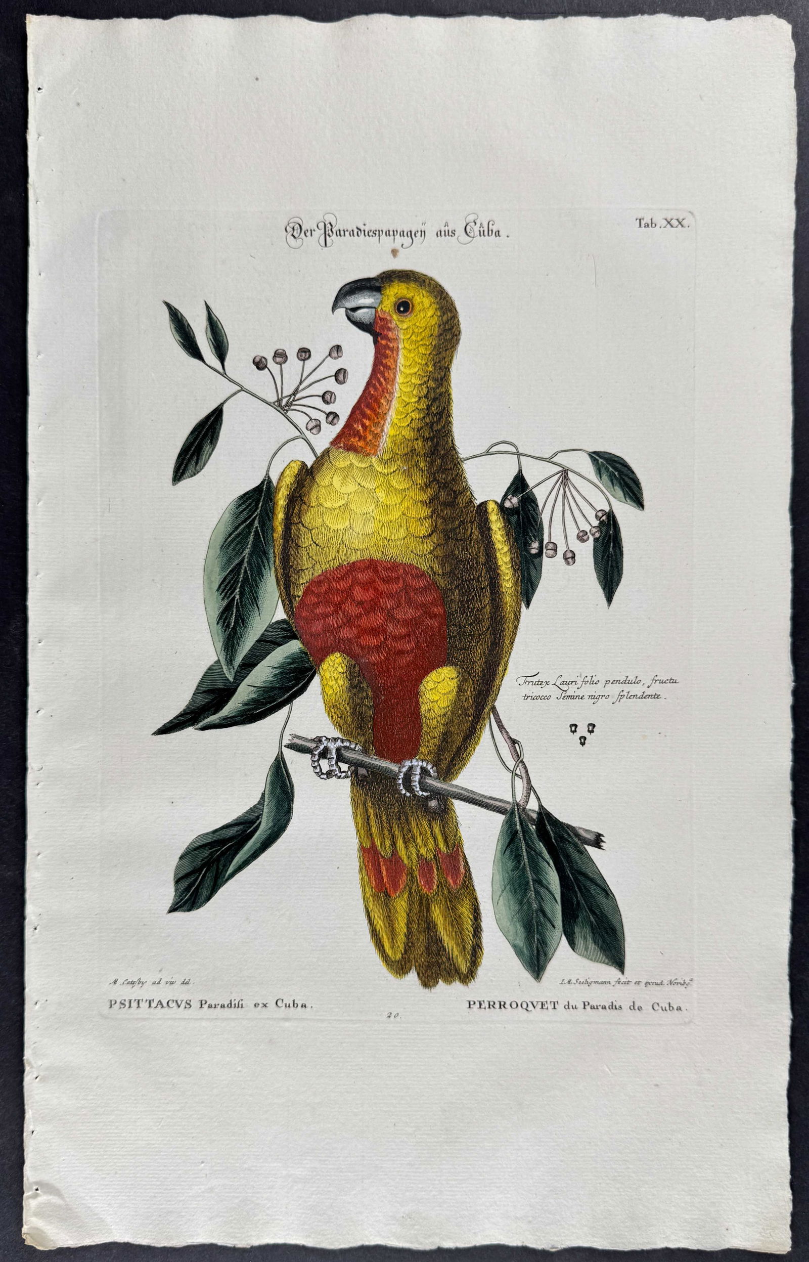 Seligmann after Catesby - Parrot of Paradise. 20: Johann Seligmann created this wonderful folio work featuring the art of both George Edwards and Mark Catesby. Entitled Sammlung verschiedener auslandischer und seltener Vogel, the rare work features b