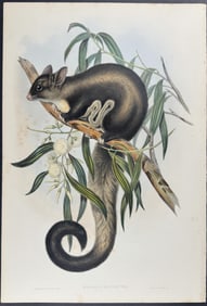 Gould, Australia - Long-tailed Belideus