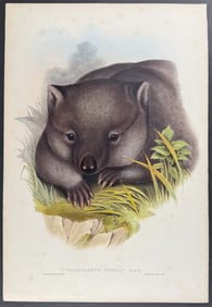 Gould, Australia - Phascolomys Wombat