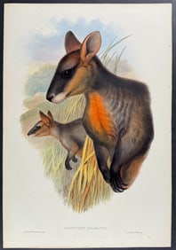 Gould, Australia - Black Wallaby