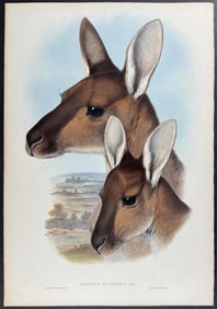 Gould, Australia - Western Grey Kangaroo