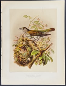 Buller, New Zealand - The Shining Cuckoo