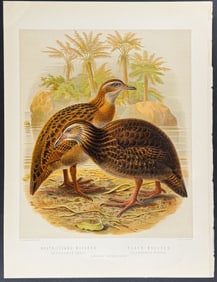 Buller, New Zealand - North Island & Black Woodhen