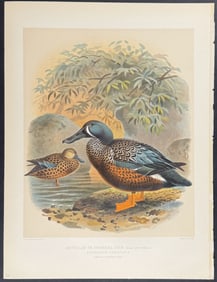 Buller, New Zealand - Shoveller or Spoonbill Duck