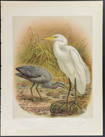Buller, New Zealand - Blue Heron & White Heron
