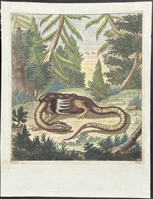 Scheuchzer & Van der Aa - Dragon or Winged and Legged Serpent. 9