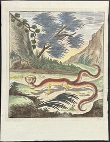 Scheuchzer & Van der Aa - Hairy Serpent with Two Tails, Legs, and Face of Mammal. 9