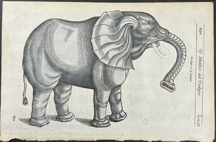 Pare, pub. 1664 - Elephant