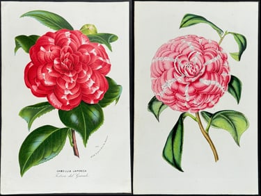 Van Houtte - 4 Camellia Prints