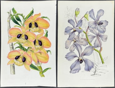 Van Houtte - 4 Orchid Prints