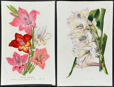 Van Houtte - 4 Lily & Gladiolus Prints