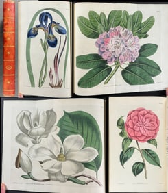 Curtis's Botanical Magazine - Two Volumes bound in One (39 & 40) with 90 Botanical Engravings