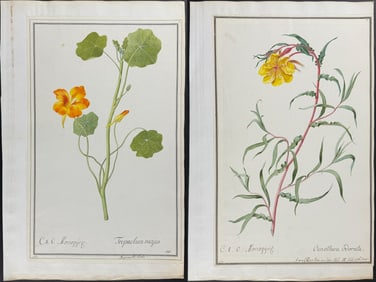Four Original Botanical Watercolors Nasturtium & Primrose (Tropaeolum & Oenothera) after Ledel &