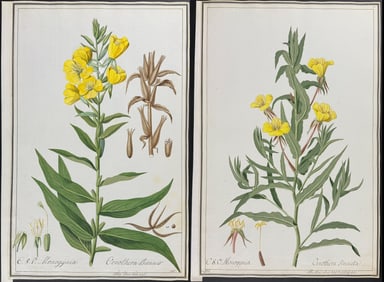 Four Original Botanical Watercolors Primrose (Oenothera) after Ledel for Murray, Jacquin, Curtis,