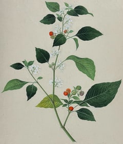 Original Watercolor of Coffee Plant